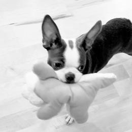 Boston Terrier Puppies from Angie's Little Bostons