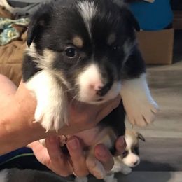 Pembroke Welsh Corgi Puppies from Carol's AKC Corgis