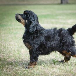 Labradoodle and Poodle Puppies from Grace Kennel