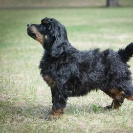 Labradoodle and Poodle Puppies from Grace Kennel
