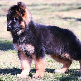 German Shepherd Puppies from Lost Creek German Shepherds LLC