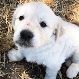 Golden Retriever Puppies from Stage Gulch Goldens