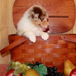 Australian Shepherd Puppies from Rockhill Australian Shepherds