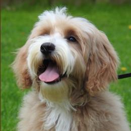 Goldendoodle adult dog