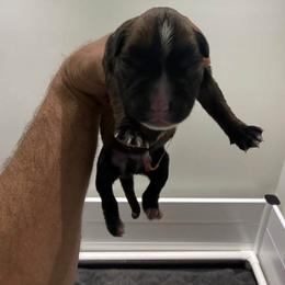 Puppy 1 - Fawn male Boxer puppy in Jamesville, New York from Reynolds Homestead Boxers