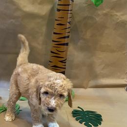 Goldendoodle Puppies from Dhalia’s Doodles