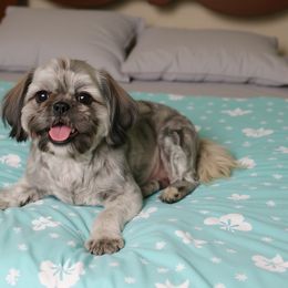 Buster - Shih Tzu