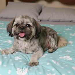 Buster - Shih Tzu