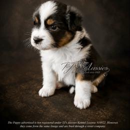 Kona - Black tri male Miniature Australian Shepherd puppy in Mechanicsburg, Pennsylvania from TJ's Aussies