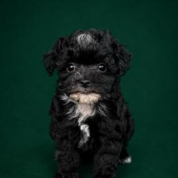 Rapunzel - Black and white female Sheepadoodle puppy in Wharton, Texas from Little Fur Friends