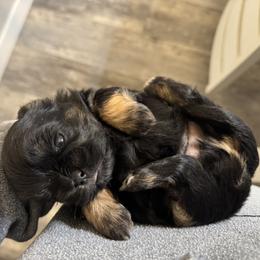 Shih Tzu Puppies from Butterfly Shih Tzu Pups