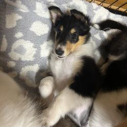 Collie Puppies from Jolly Collies