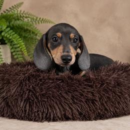 Ash - Gray (blue) and tan male Dachshund puppy in Boston, Massachusetts from London’s puppies