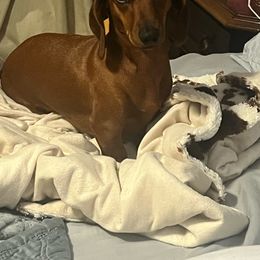 Aurora - Dachshund