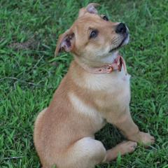 Carolina Dog Puppies from Williams Sweet Carolina