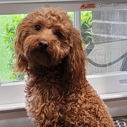 Chewie - Goldendoodle