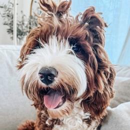 Rosie - Goldendoodle