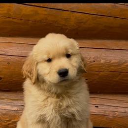 Thomas - Light golden male Golden Retriever puppy in North Pole, Alaska from Mulberry Retrievers
