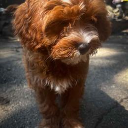Ms Teal - Red female Cavapoo puppy in Maple Grove, Minnesota from Honey Bit Kennels