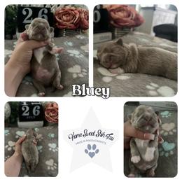 Shih Tzu Puppies from Home Sweet Shih Tzu