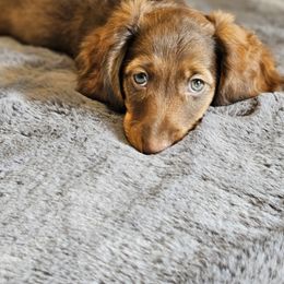 Dachshund Puppies from butter beans babies