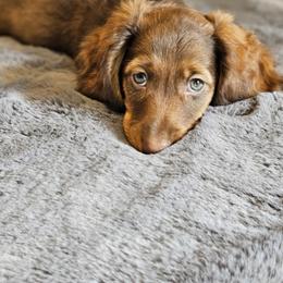 Dachshund Puppies from butter beans babies