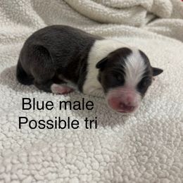 Malcom - Blue male Border Collie puppy in Chattanooga, Tennessee from Ross Vegas Kennels