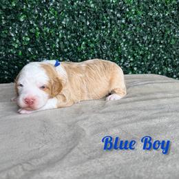 Blue boy - Red male Bernedoodle puppy in Modesto, California from Two Doods Doodles