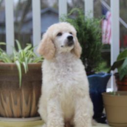 Poodle Puppies from Knight’s Standard Poodles