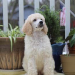 Poodle Puppies from Knight’s Standard Poodles