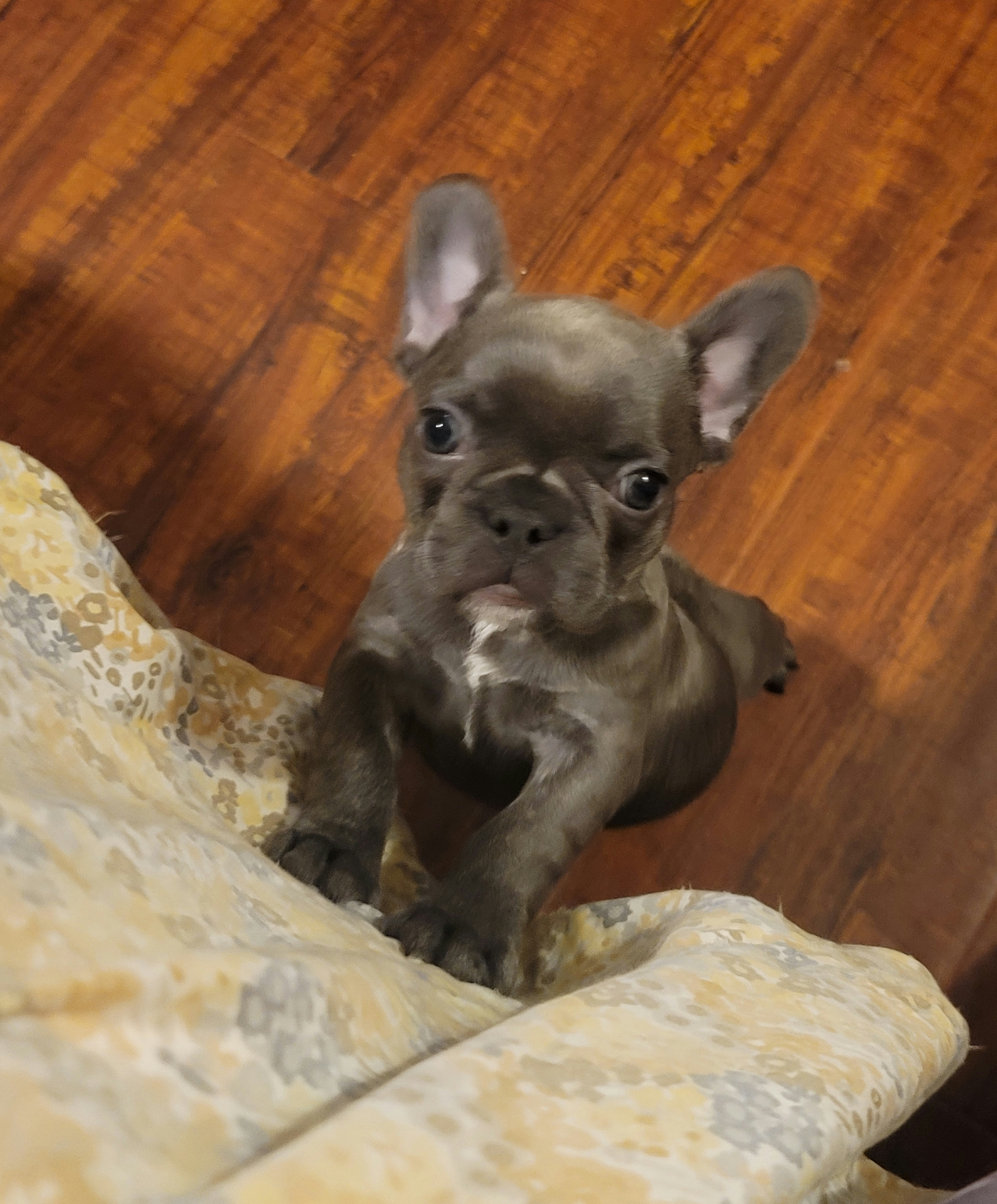 French Bulldog Puppies from Culichitown Frenchies