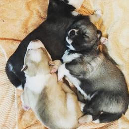 Siberian Husky Puppies from Arctic Circle Kennels