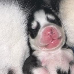 Siberian Huskies from Husky Breeds