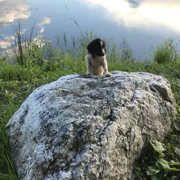English Springer Spaniel Puppies from Bean Sidhe Springers