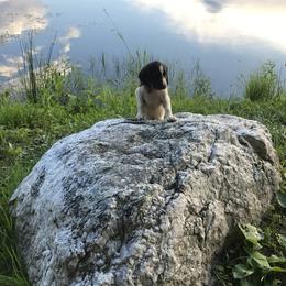 English Springer Spaniel Puppies from Bean Sidhe Springers