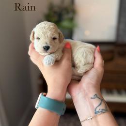 Rain - Cream male Goldendoodle puppy in Benton, Arkansas from Cozy Creek Doodles