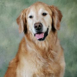 Golden Retrievers from Andrea Ford's Golden Retrievers