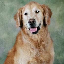 Golden Retrievers from Andrea Ford's Golden Retrievers
