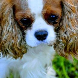 Cavalier King Charles Spaniels from Charma Cavaliers