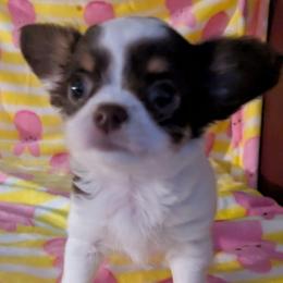 Princess - Silver and white female Chihuahua puppy in Amity, Pennsylvania from Baxters Chihuahuas