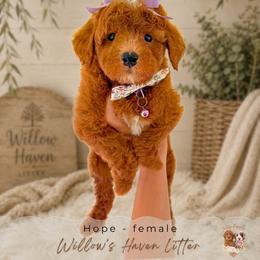 Hope - Red  female Goldendoodle puppy in Atlanta, Georgia from Teddy Puppies