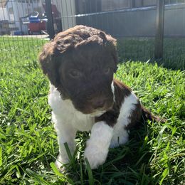 Poodle Puppies from The Parti Collection