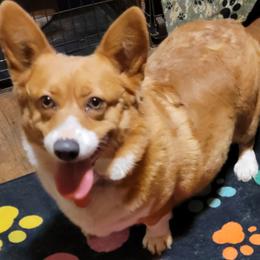Pembroke Welsh Corgi puppies from MCS Farms-OK