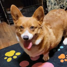 Pembroke Welsh Corgi puppies from MCS Farms-OK