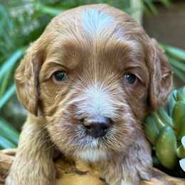 Casper, Blue collar - Red male Australian Labradoodle puppy in Mount Gilead, North Carolina from Tillery Labradoodles