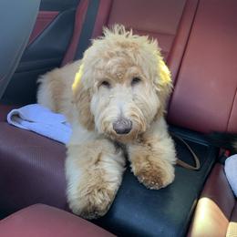 Goldendoodle Puppies from Lundee Doodles
