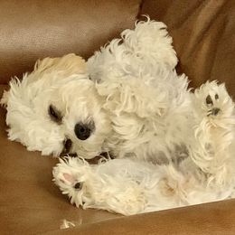 Gracie - Cavapoo