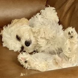 Gracie - Cavapoo