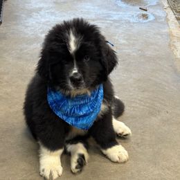 Archie - White and black male Newfoundland puppy in Goodhue, Minnesota from Claypits Newfoundlands