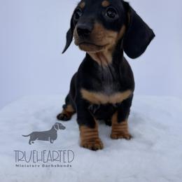 Olive - Black and tan female Dachshund puppy in Royse City, Texas from Truehearted Miniature Dachshunds